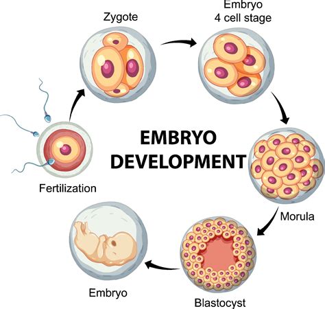 胚胎發育順序|胚胎發育順序(Embryogenesis order)